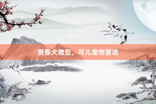 贵客犬微型，可儿宠物首选